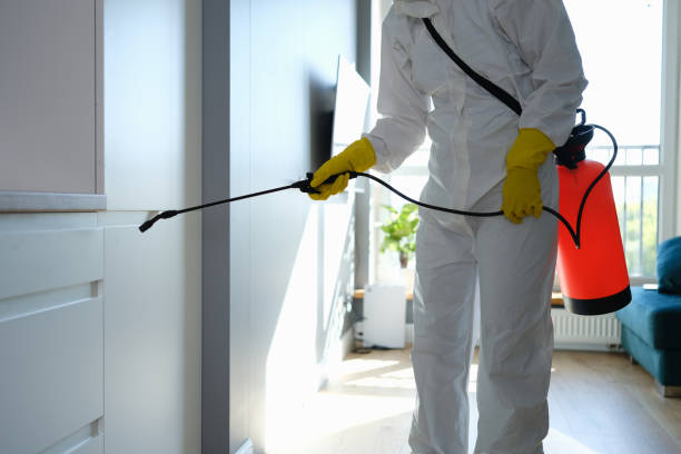 Best Residential Mold Remediation in Dorothy, NJ