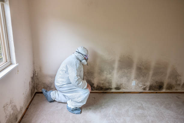 Best Industrial Mold Remediation in Dorothy, NJ
