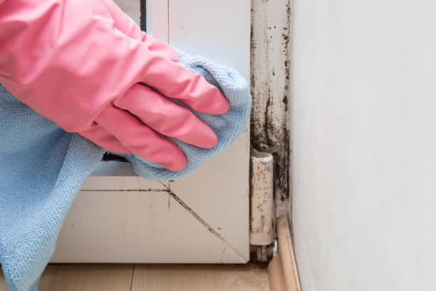 Best Attic Mold Remediation in Dorothy, NJ